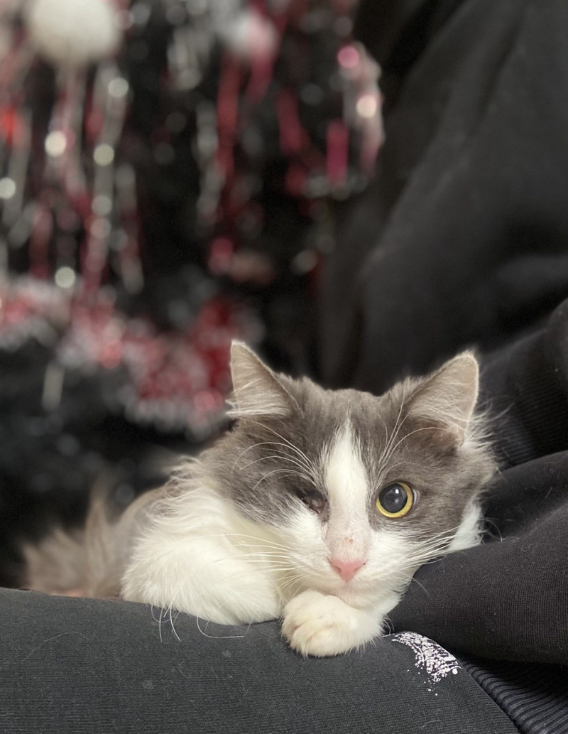 Кот  котик ищет дом