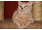 Клубные красные британские котята