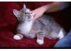 Нежнейший и добрейший котнок Манечка в дар
