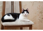 Мурчаливый котик Саша в дар. Можно к собакам или кошкам