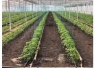 Продам готовый бизнес теплицу с домом или обмен. Собственник.